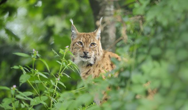 Luchs © Stefan Huwiler Luchs