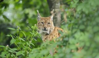 Luchs